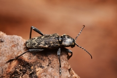 Xylotrechus rusticus