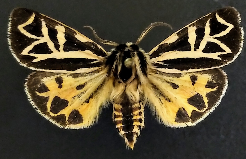 Apantesis elongata