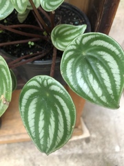 Peperomia argyreia