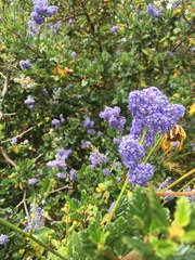 Ceanothus thyrsiflorus