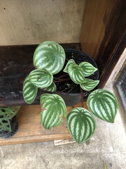 Peperomia argyreia