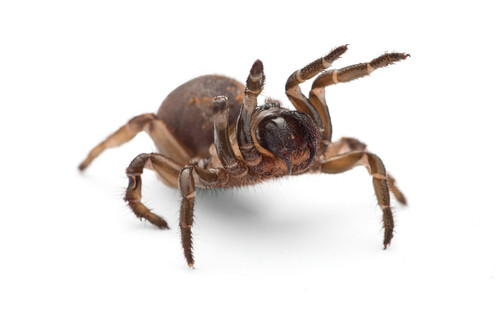 Ummidia