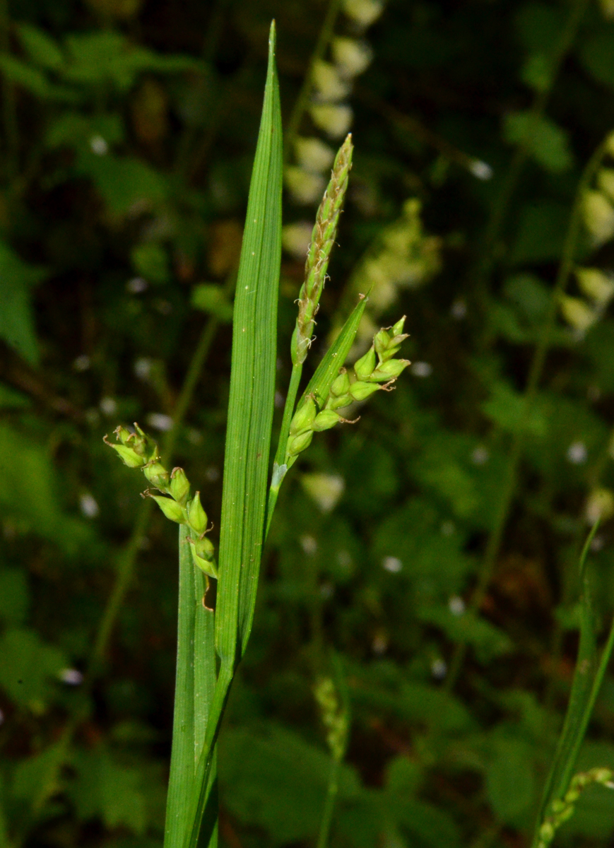Carex hendersonii