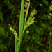 Henderson's Sedge - Photo (c) Mike Patterson, some rights reserved (CC BY-NC), uploaded by Mike Patterson
