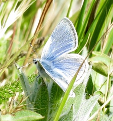 Icaricia icarioides missionensis