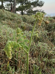 Pteridium revolutum