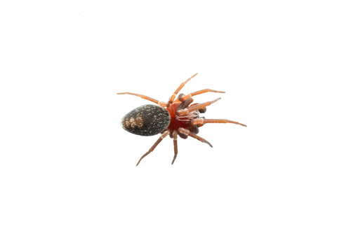 Marilynia bicolore