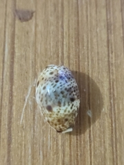 ヒメホシダカラ