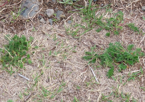 Image of East Asian Cinquefoil (Potentilla chinensis) by (c) mami_t_t, some rights reserved (CC BY)