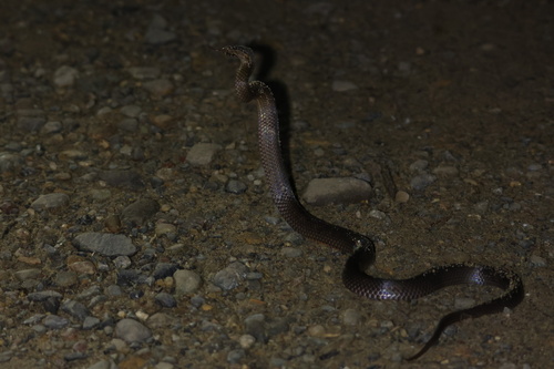 Golden-crowned Snake sighting