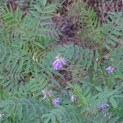 Galega