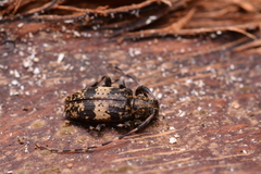 Leiopus linnei