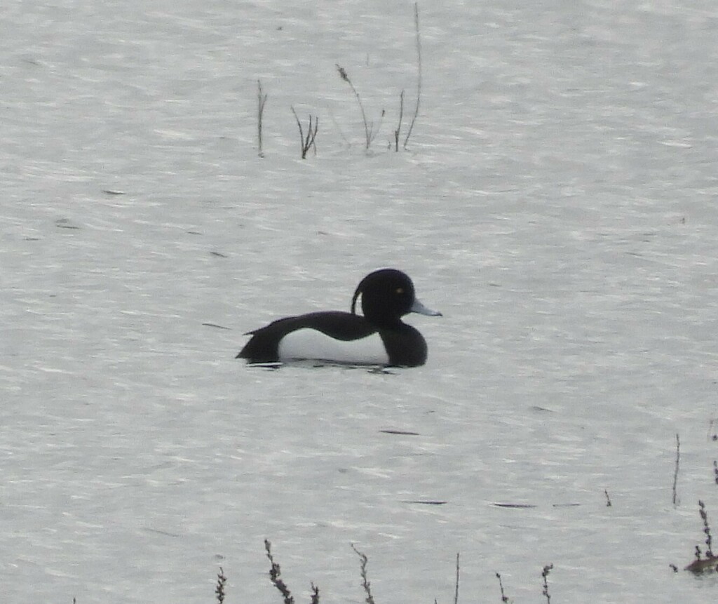 Tufted Duck from Новгородский р-н, Новгородская обл., Россия on April 6 ...