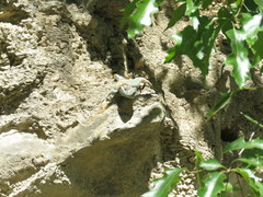 Sceloporus torquatus binocularis