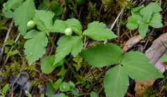 Anemonastrum deltoideum