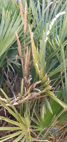 Mediterranean fan palm