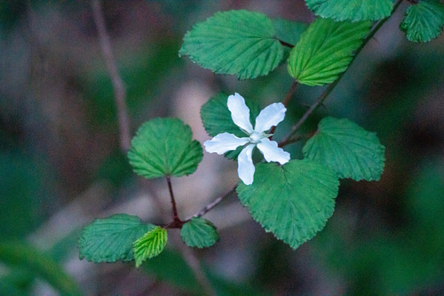Image of Mayberry (Rubus microphyllus) by (c) WATANABE Hitoshi 渡辺仁, some rights reserved (CC BY)