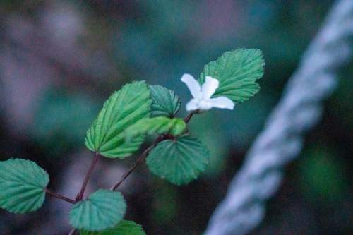 Image of Rubus microphyllus by (c) WATANABE Hitoshi 渡辺仁, some rights reserved (CC BY)