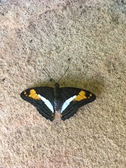 Adelpha malea