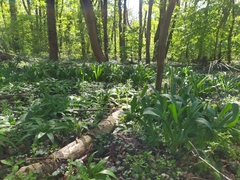 Allium stipitatum