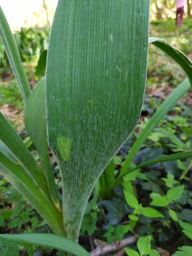 Allium stipitatum, photograph 2