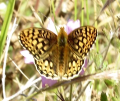 Speyeria callippe callippe