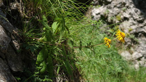 Buphthalmum speciosissimum, photograph 6