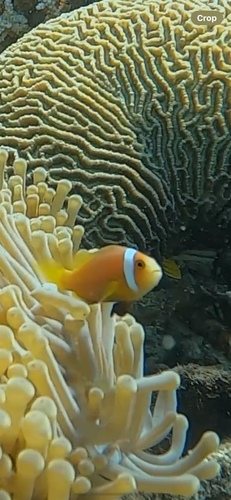 Blackfin Anemonefish — seen at this dive site