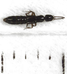 Leptacinus pusillus