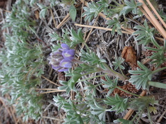 Lupinus breweri