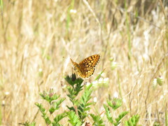 Speyeria callippe callippe