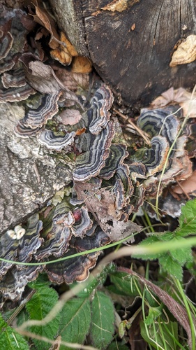 Trametes versicolor