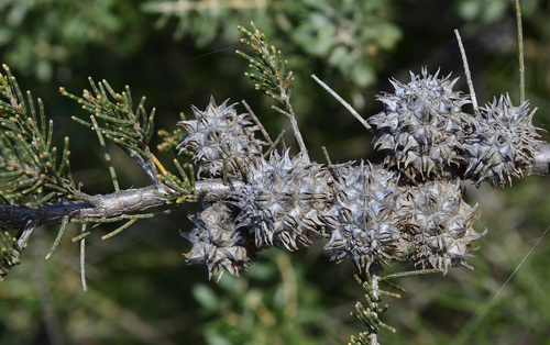 Allocasuarina thuyoides