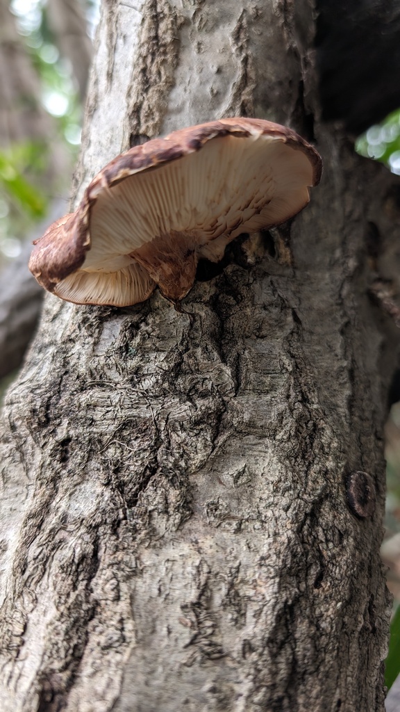 Lentinula edodes · April 2024 · photo: © atsushi_nakajima_cirque (iNaturalist, cc-by)