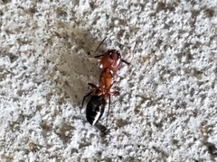 Camponotus