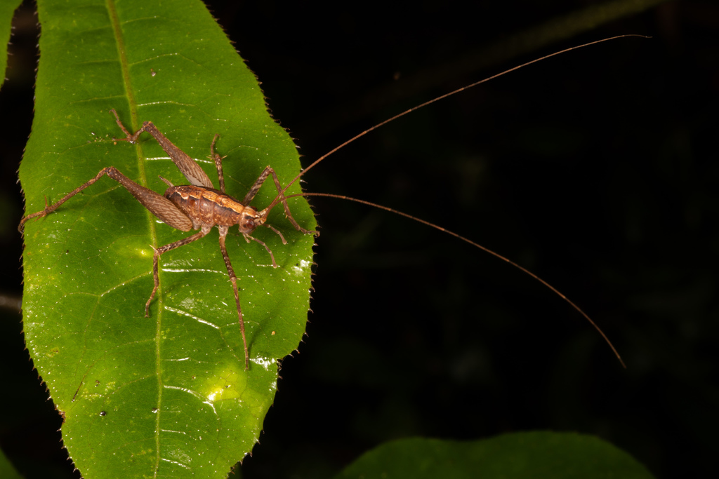 Neonetus
