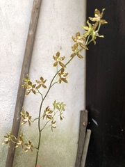 Oncidium hintonii