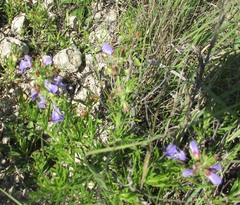 Salvia engelmannii