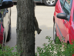 Sciurus carolinensis
