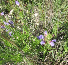 Salvia engelmannii
