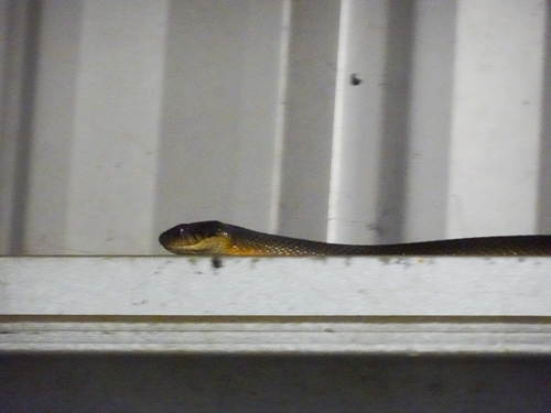 Brown Tree Snake sighting