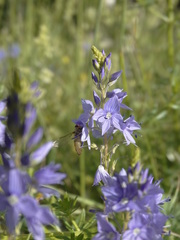 Veronica austriaca