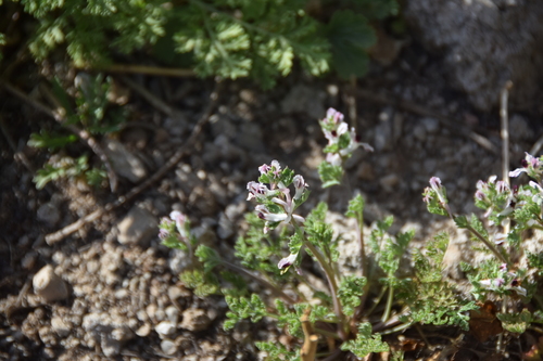 Corydalis racemosa iNat (1)