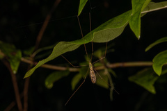 Discobola tessellata