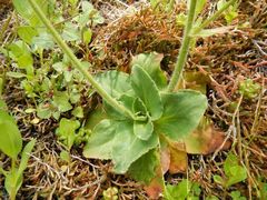 Micranthes hitchcockiana