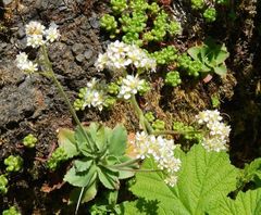 Micranthes hitchcockiana
