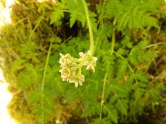 Micranthes hitchcockiana