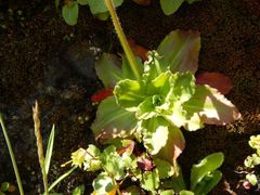 Micranthes hitchcockiana