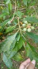Solanum oblongifolium