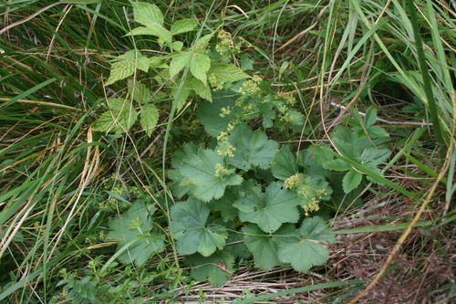 Alchemilla deylii